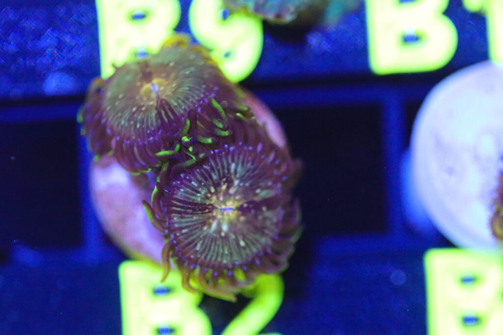 Frag Box Corals