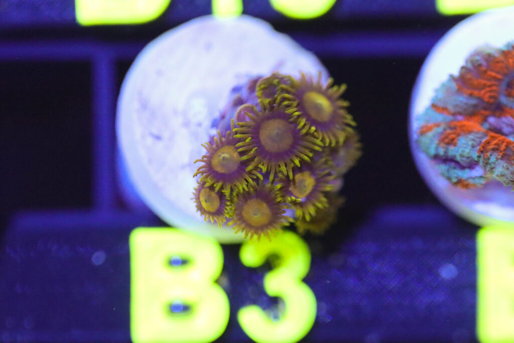 Frag Box Corals