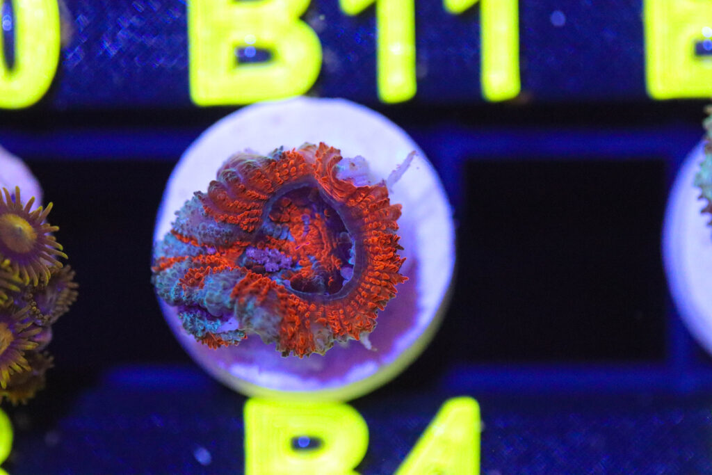 Frag Box Corals