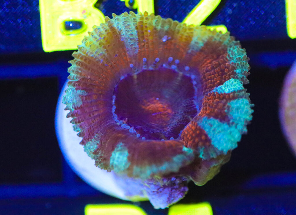 Frag Box Corals