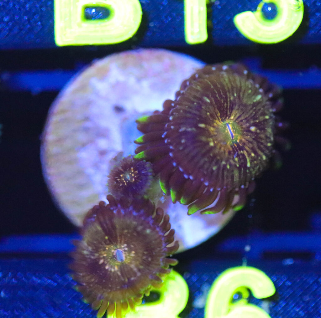 Frag Box Corals