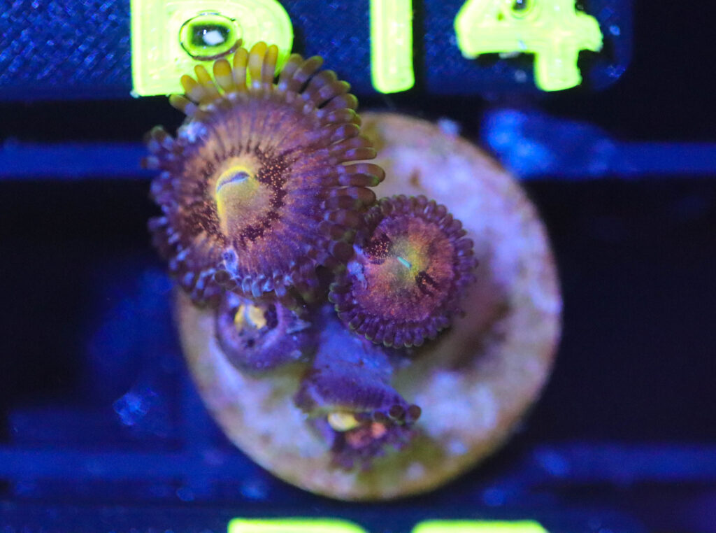 Frag Box Corals