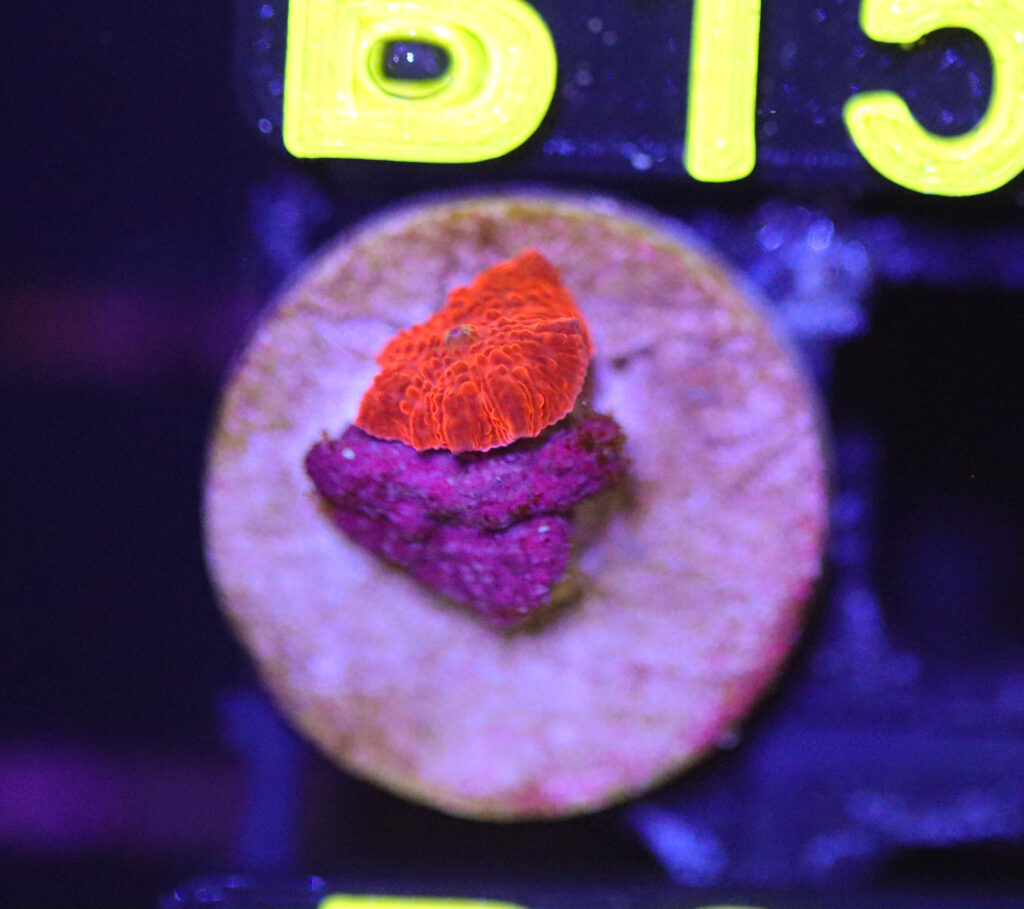 Frag Box Corals