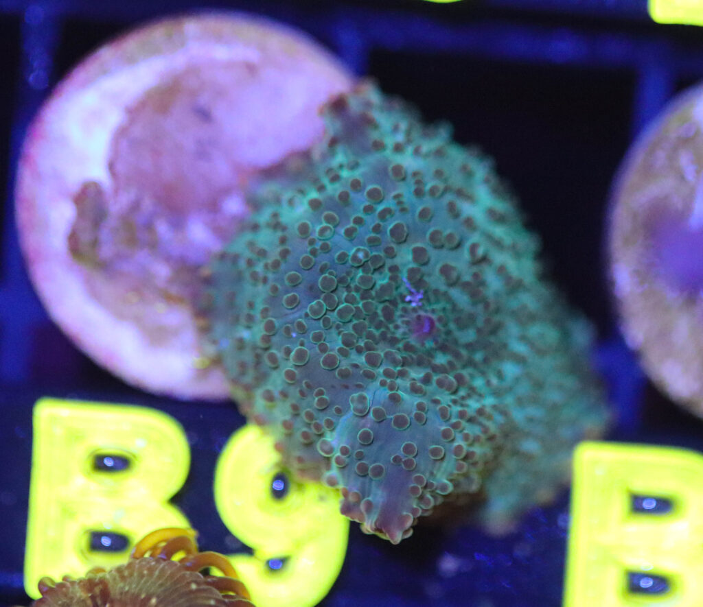 Frag Box Corals