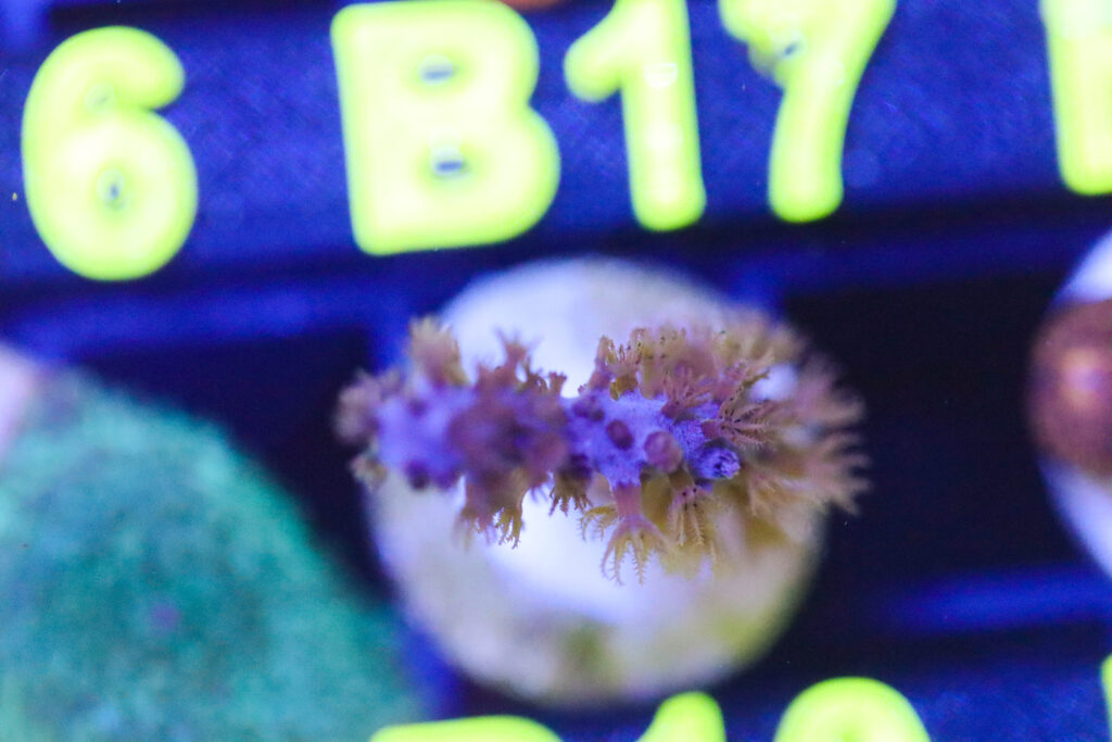 Frag Box Corals