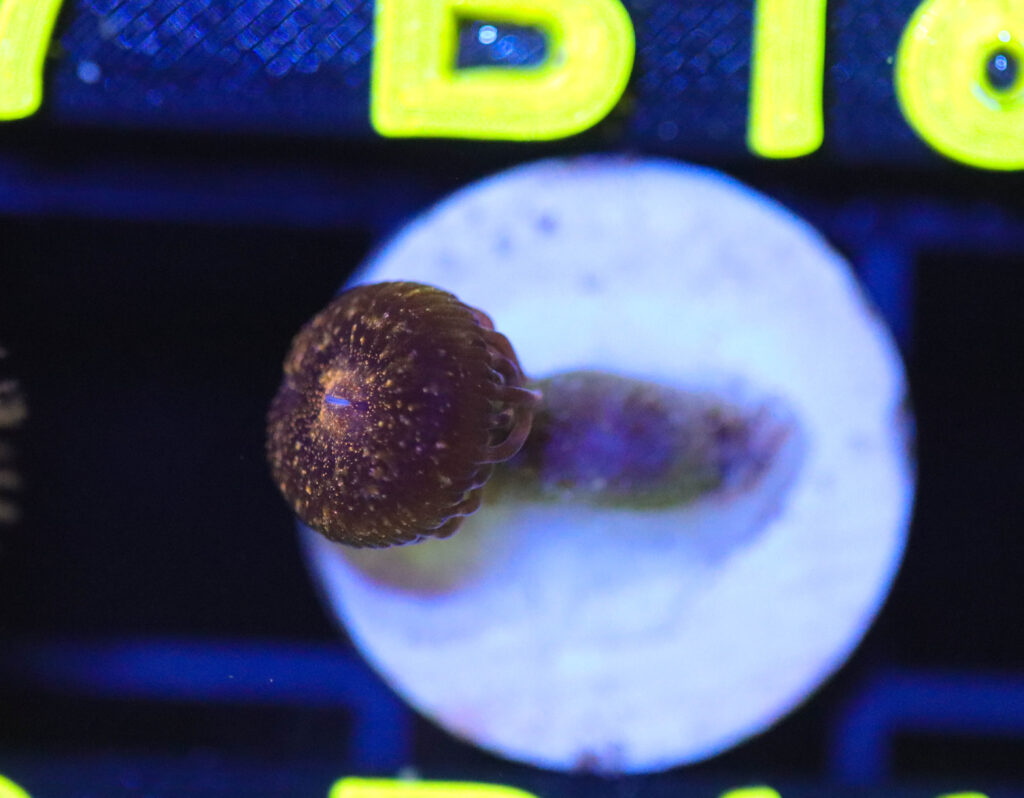 Frag Box Corals