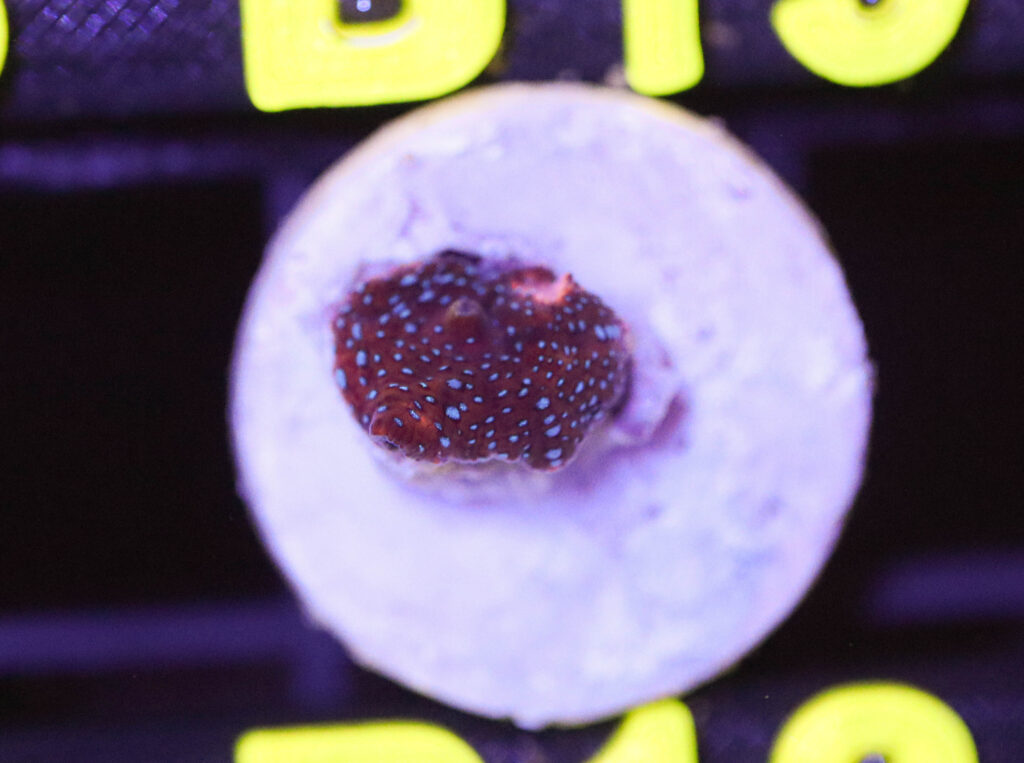 Frag Box Corals