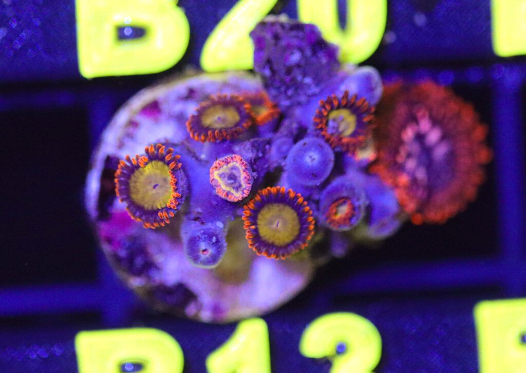 Frag Box Corals
