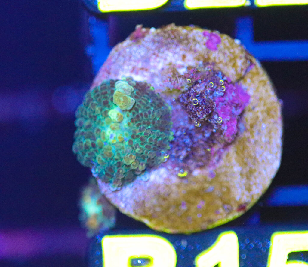 Frag Box Corals