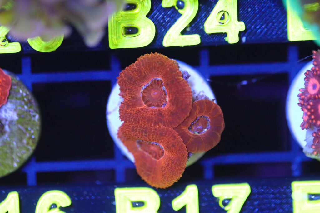 Frag Box Corals