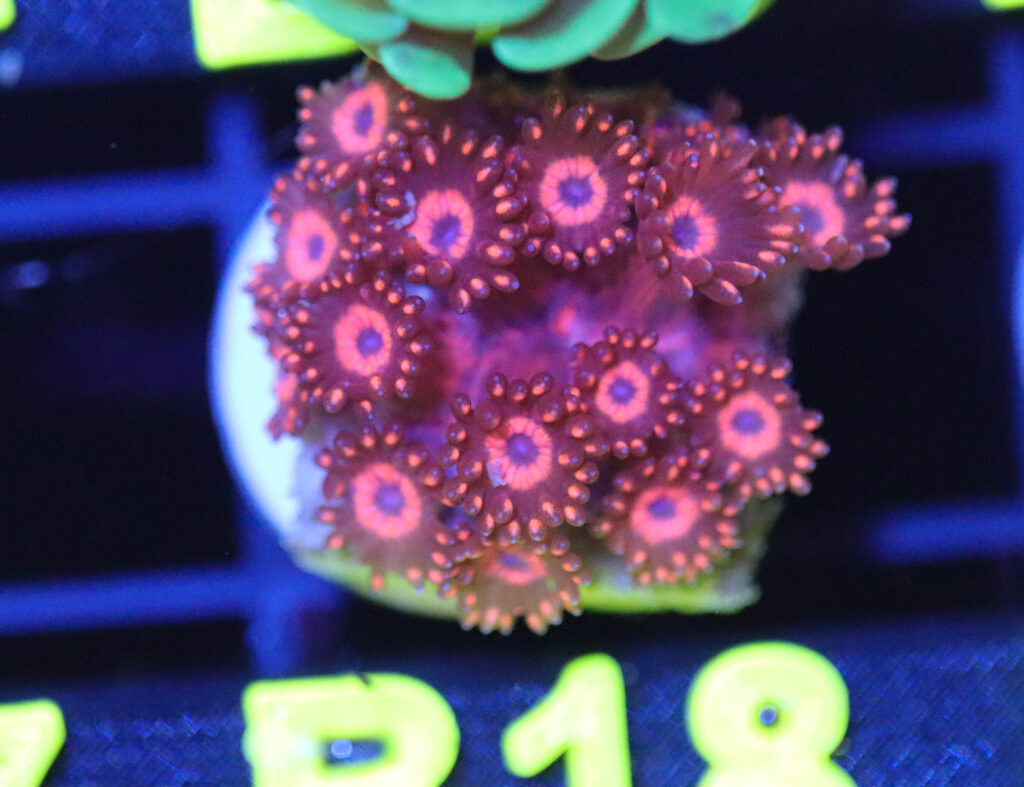 Frag Box Corals
