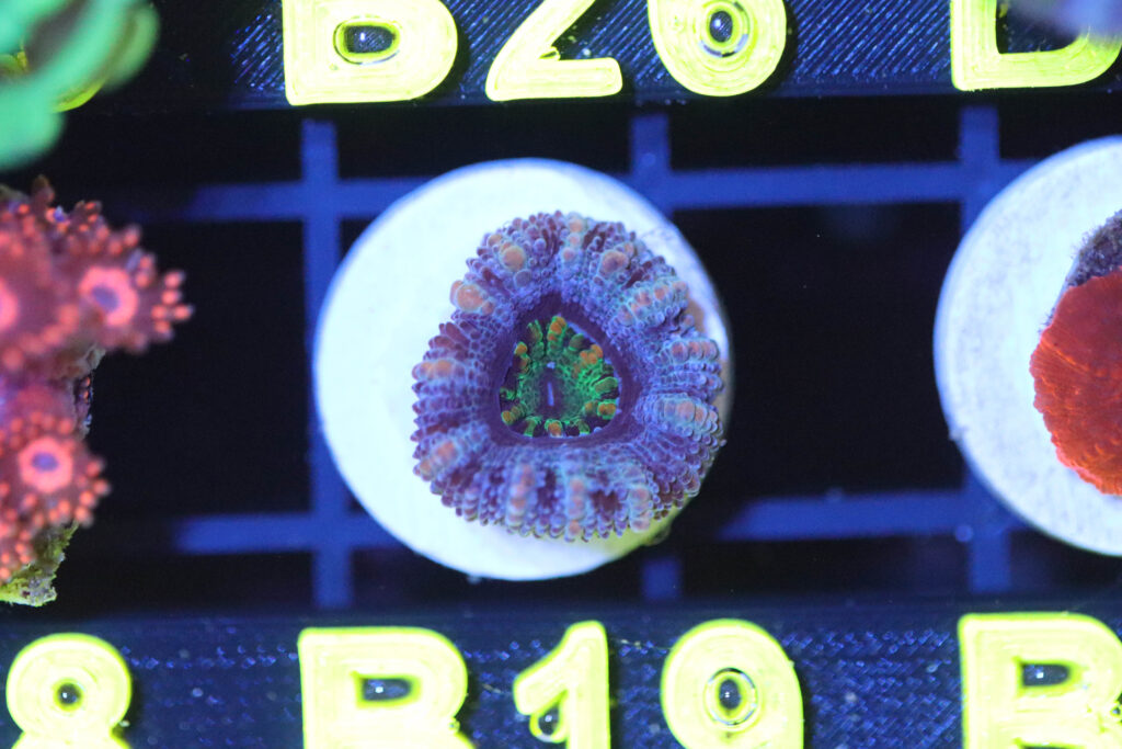 Frag Box Corals