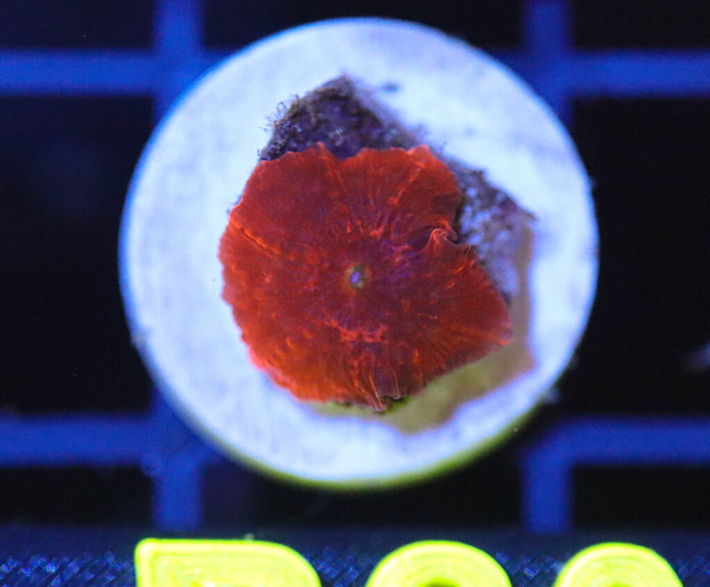 Frag Box Corals