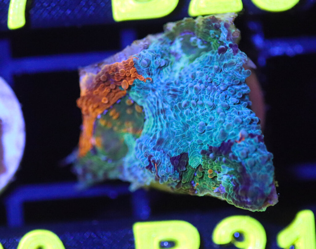 Frag Box Corals