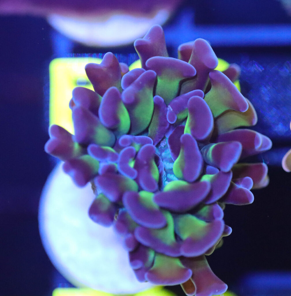 Frag Box Corals