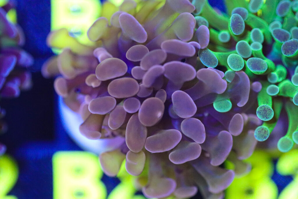 Frag Box Corals