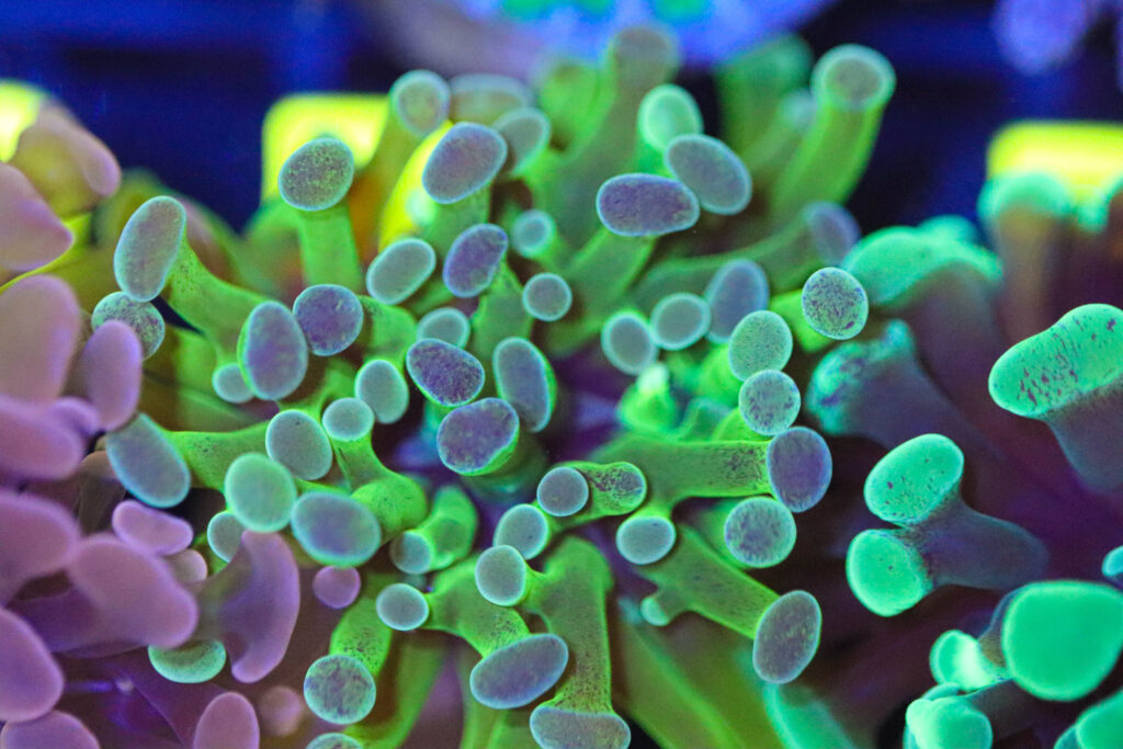Frag Box Corals