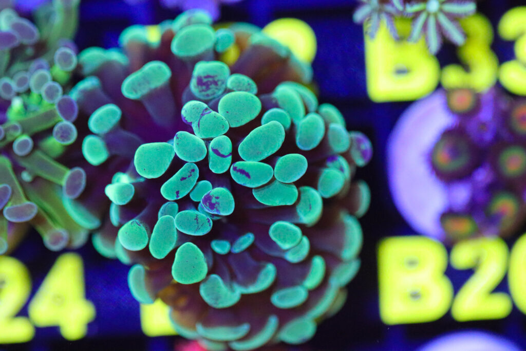 Frag Box Corals