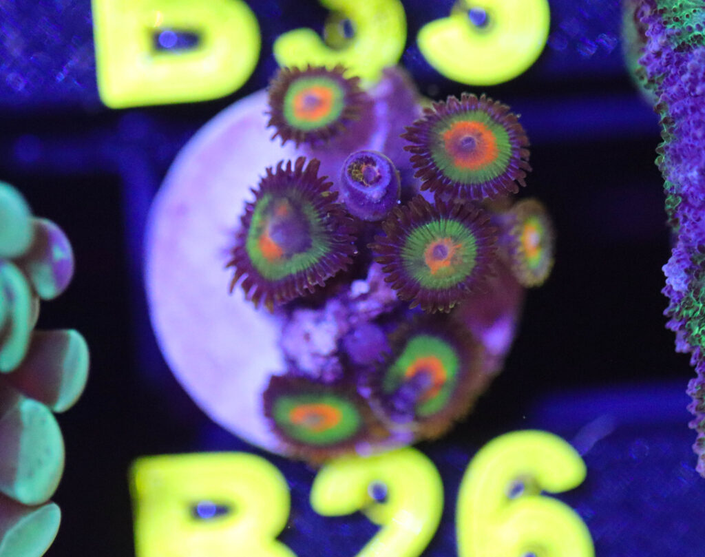 Frag Box Corals