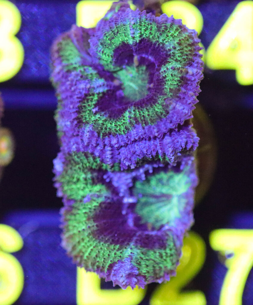 Frag Box Corals