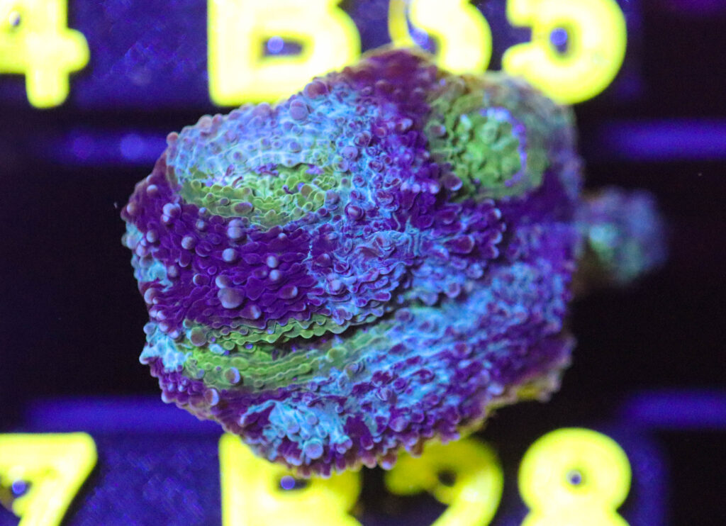 Frag Box Corals