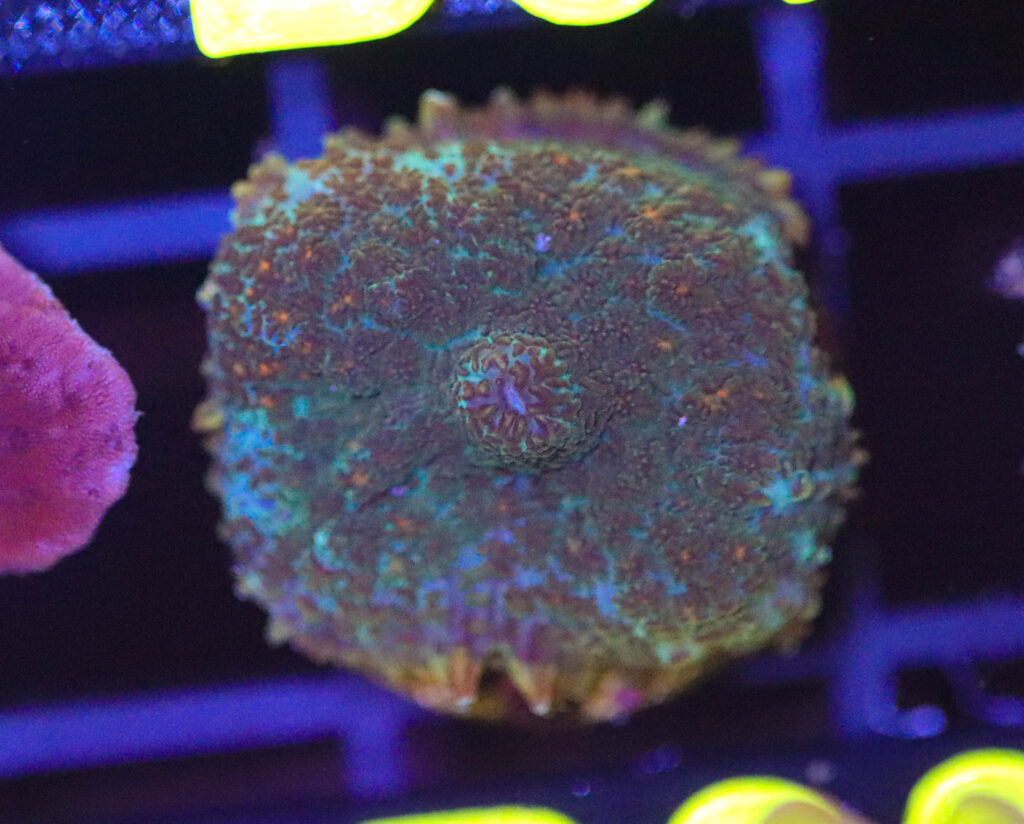 Frag Box Corals