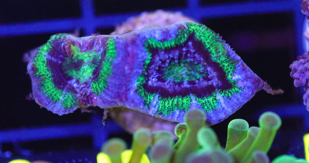 Frag Box Corals