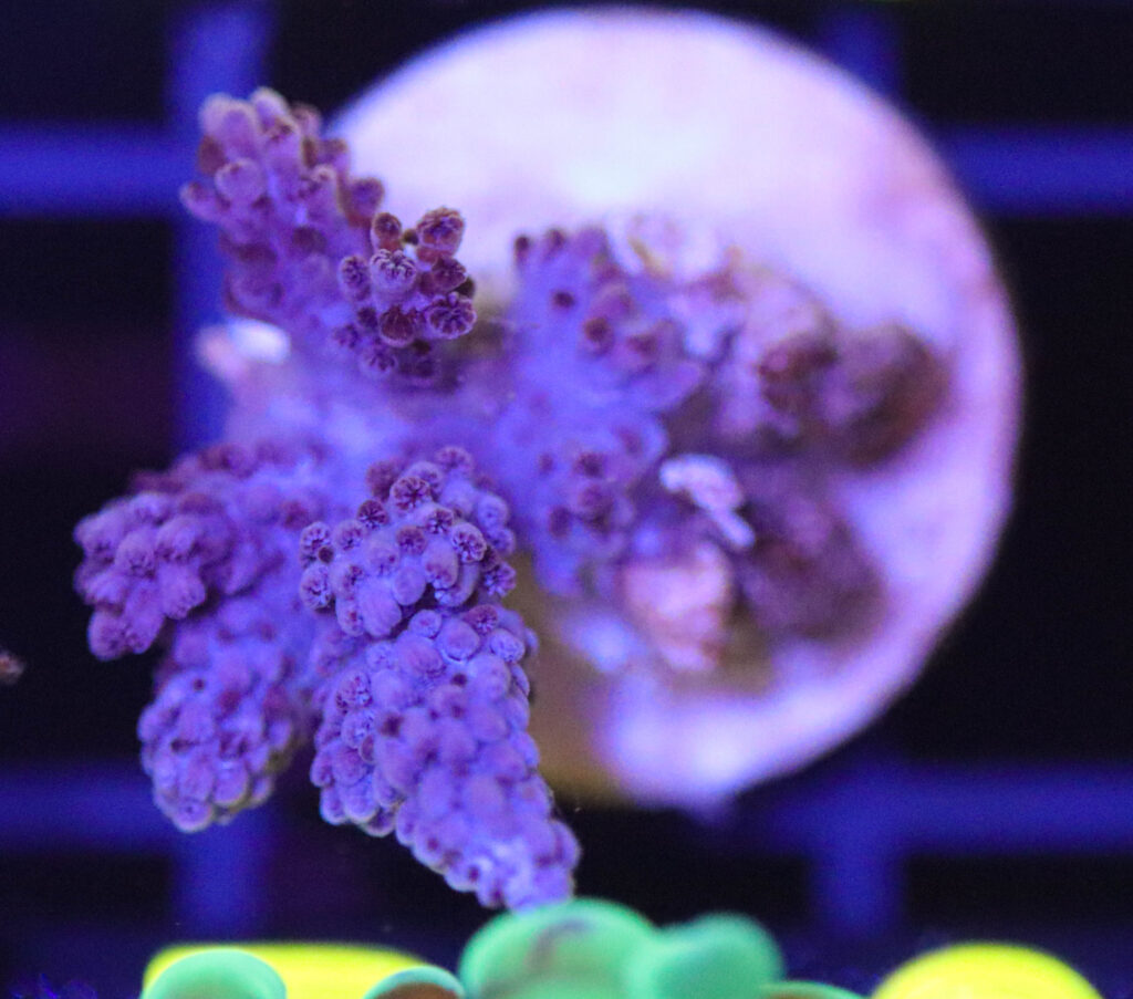 Frag Box Corals