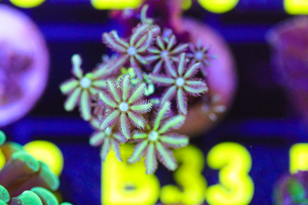 Frag Box Corals
