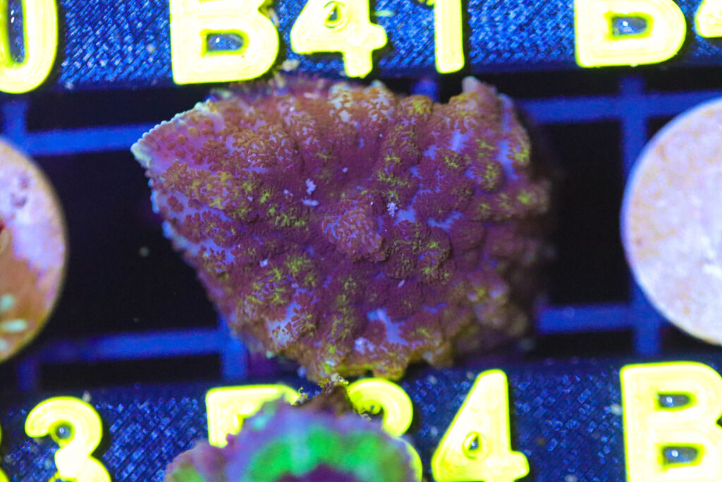 Frag Box Corals