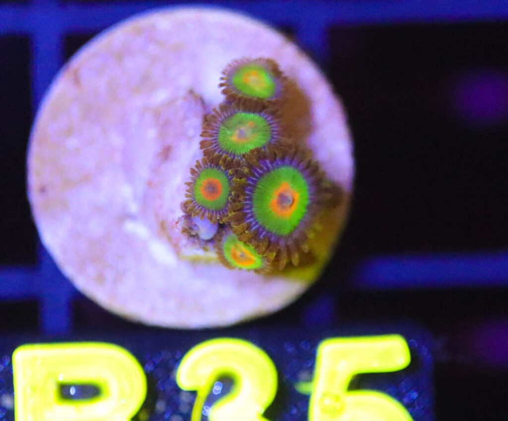 Frag Box Corals