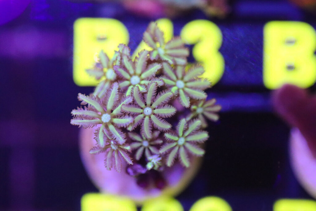 Frag Box Corals