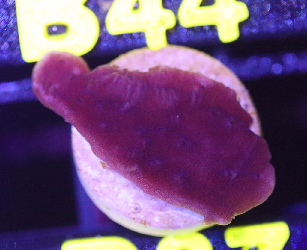 Frag Box Corals