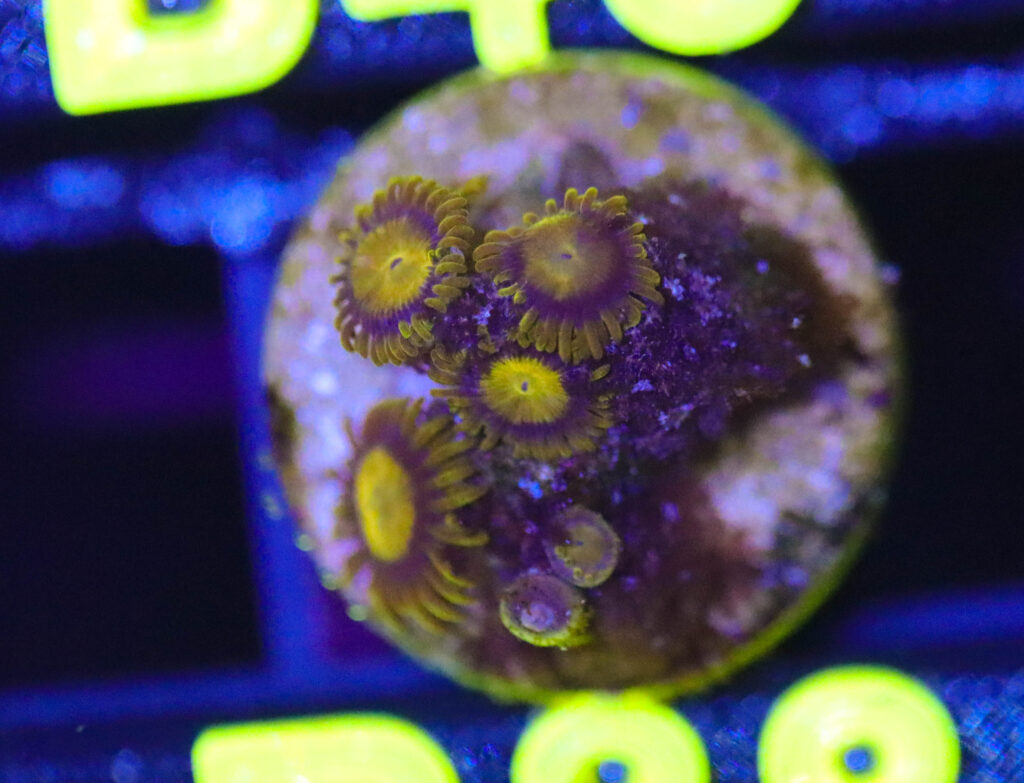 Frag Box Corals