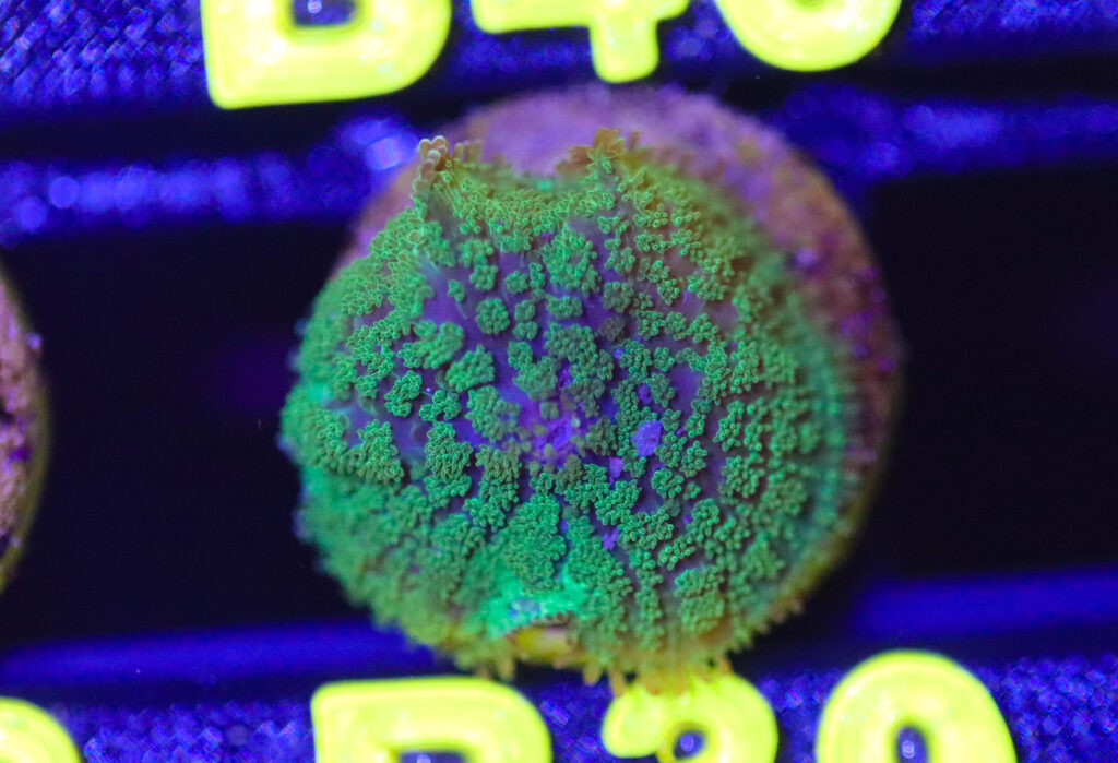 Frag Box Corals