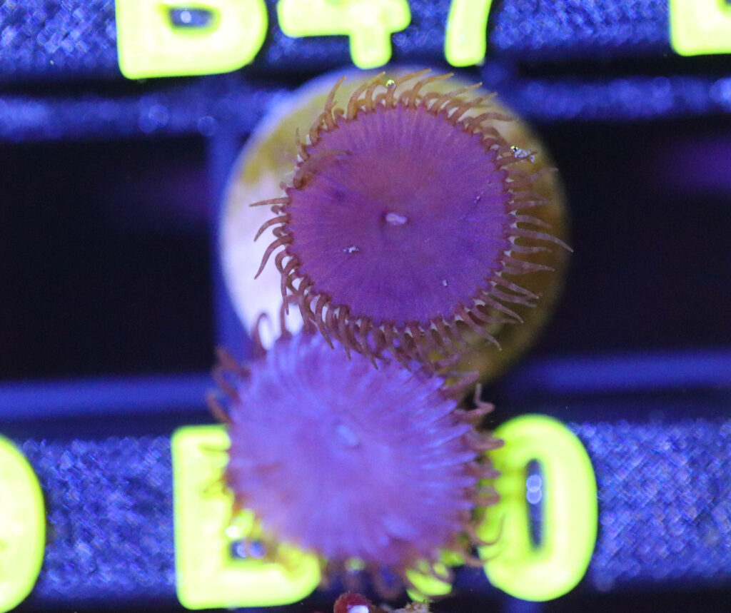Frag Box Corals