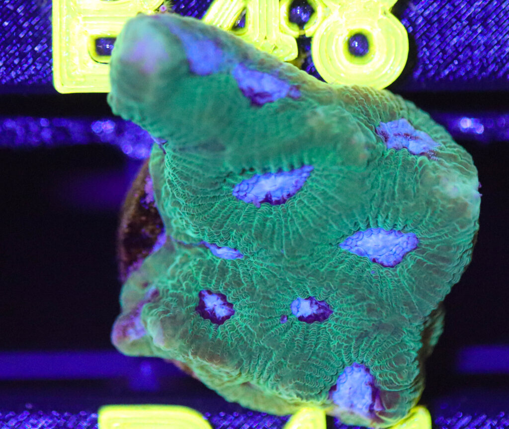 Frag Box Corals