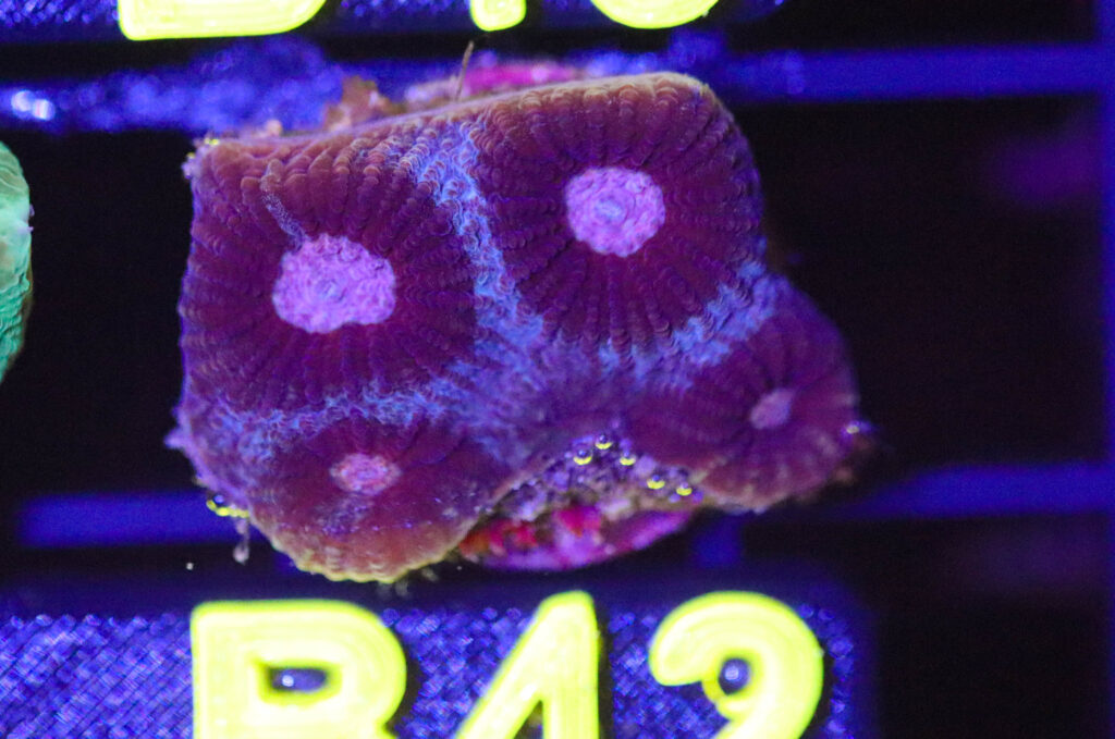 Frag Box Corals