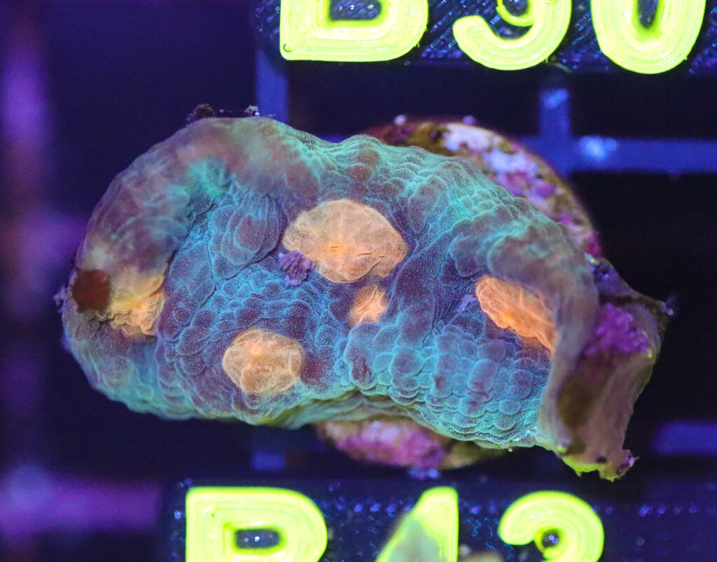 Frag Box Corals