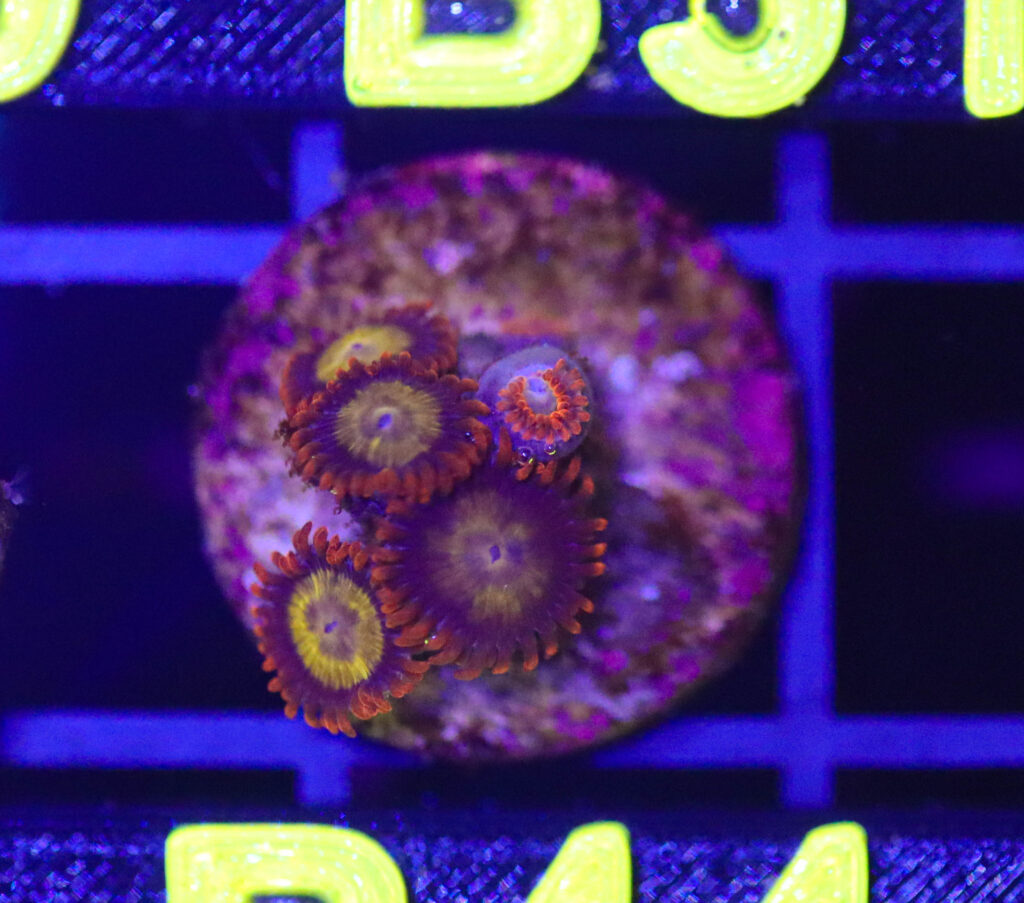 Frag Box Corals
