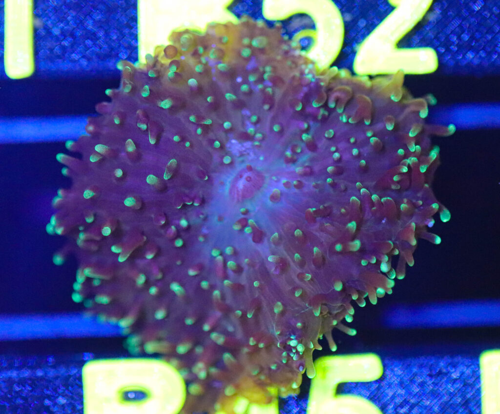 Frag Box Corals