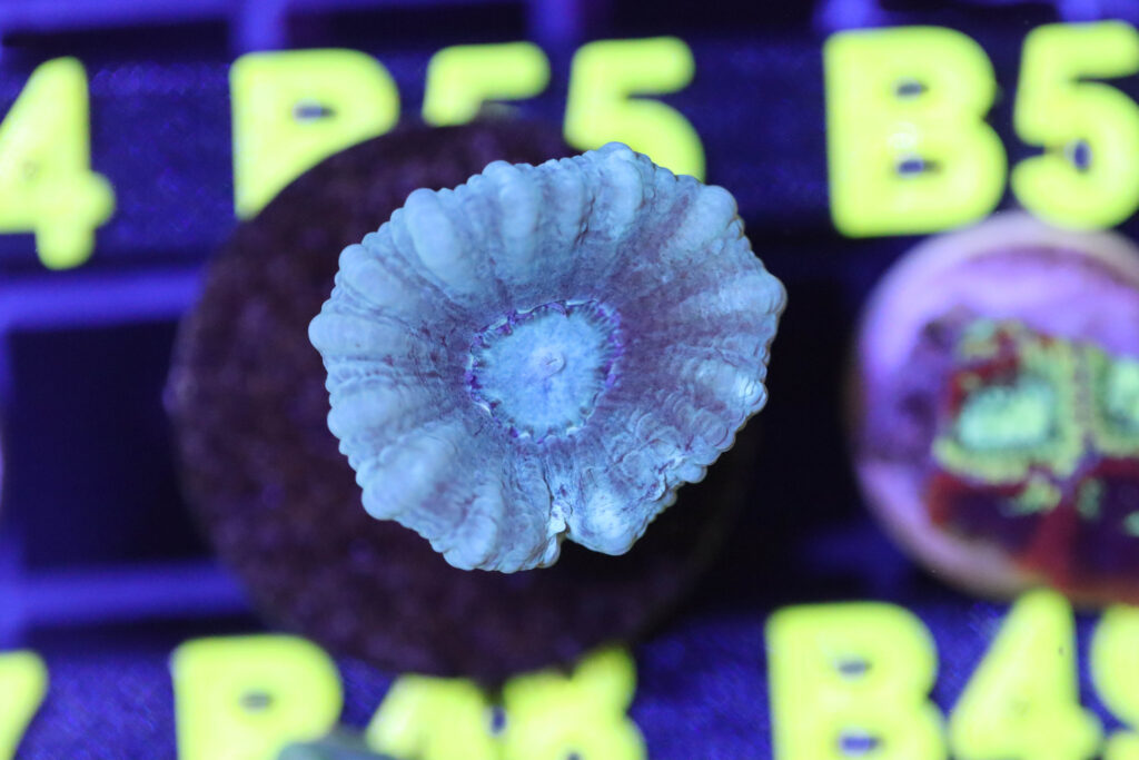 Frag Box Corals