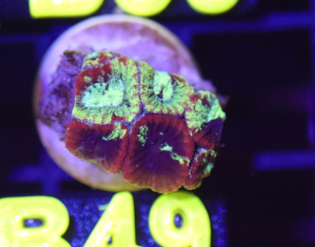Frag Box Corals