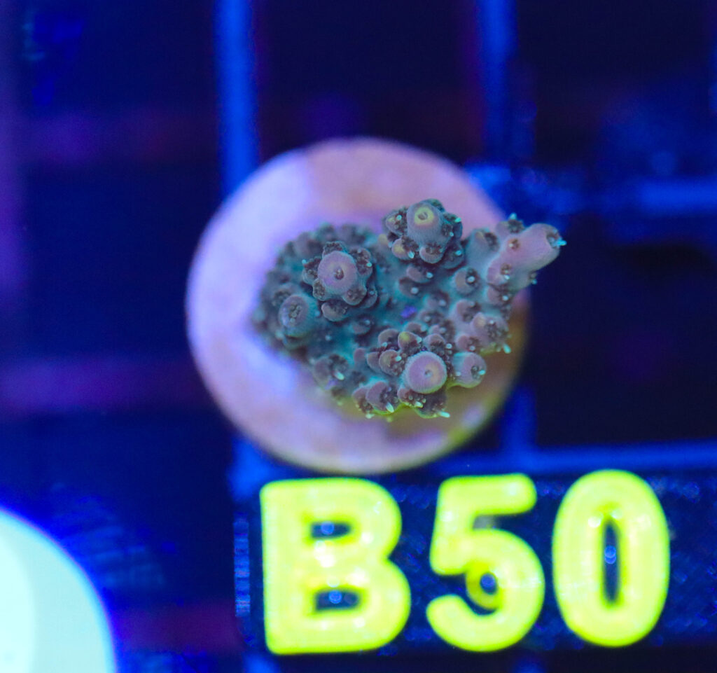 Frag Box Corals