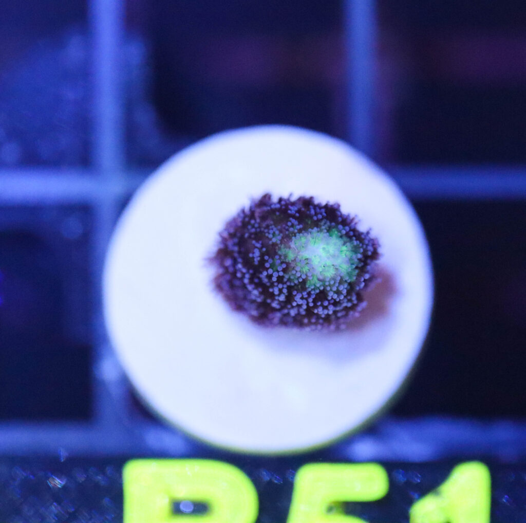 Frag Box Corals