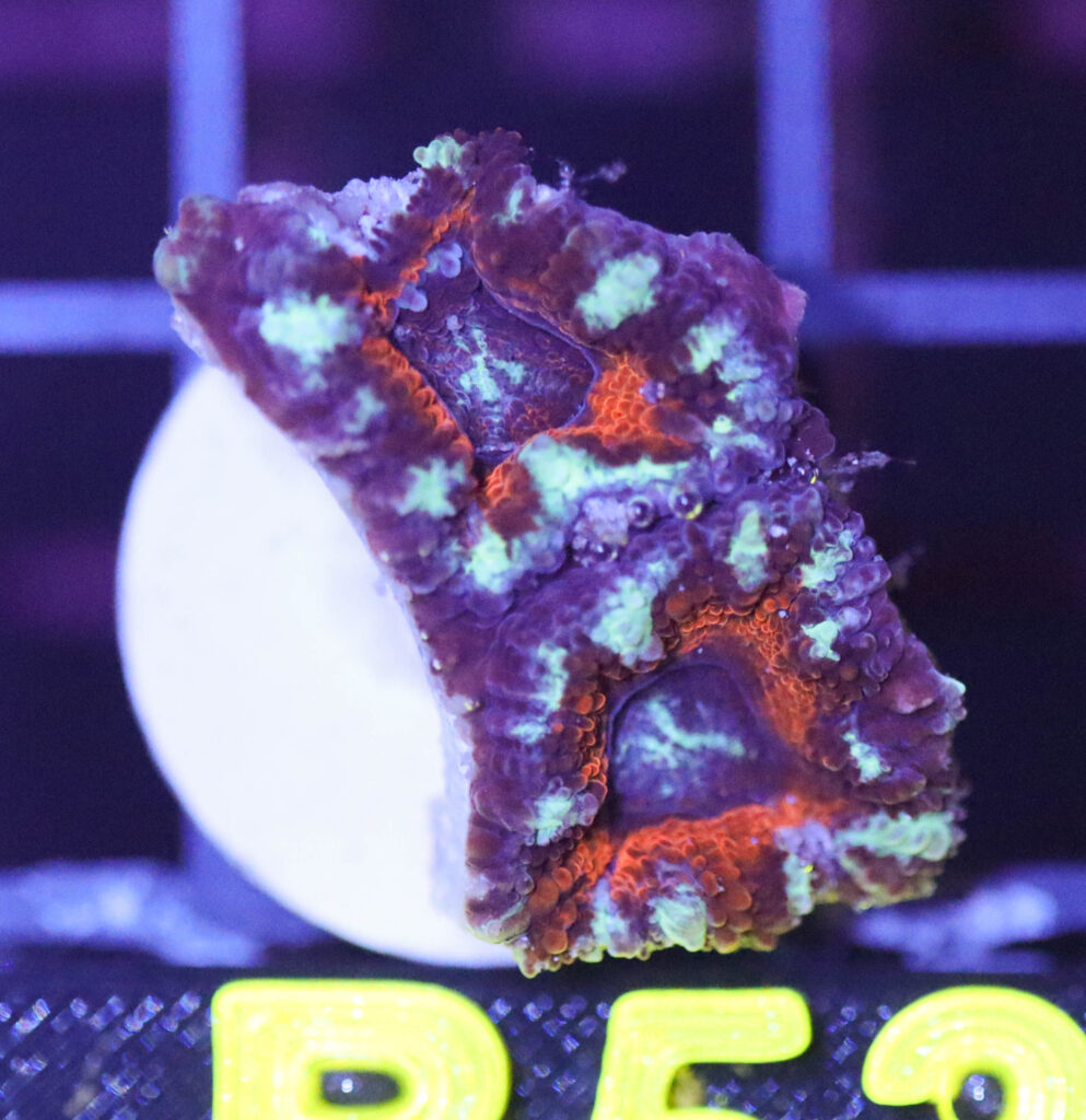 Frag Box Corals