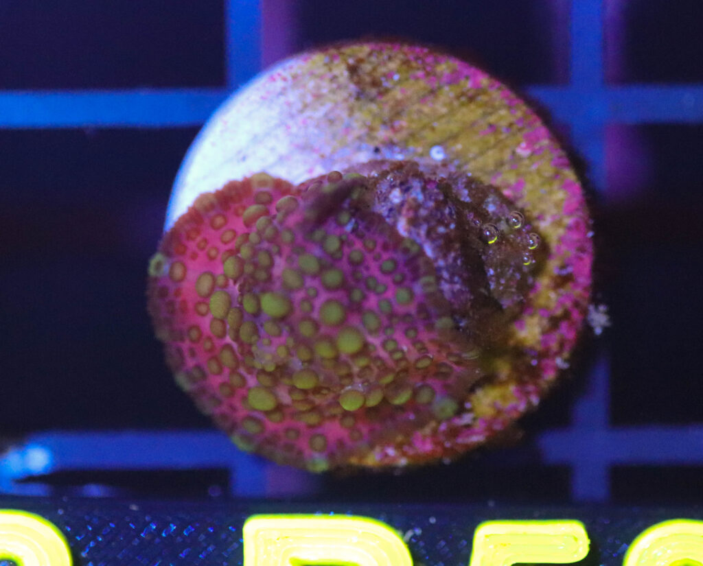 Frag Box Corals