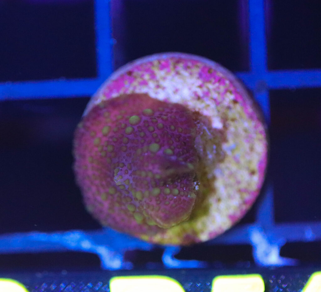 Frag Box Corals