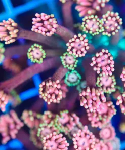 Ultra Fuzzy Peaches Flowerpot Coral