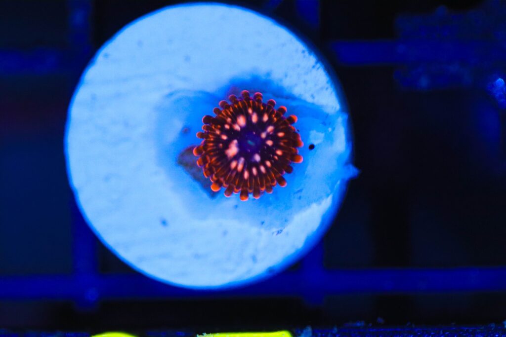 Frag Box Corals